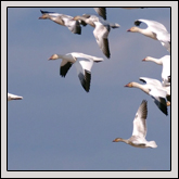 Snow Geese at Cape Hatteras